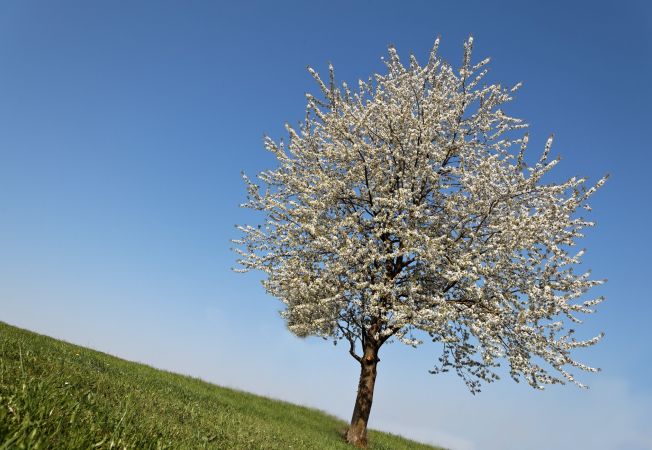 Se spune că a existat odată un arbore bătrân şi maiestuos, cu ramurile întinse spre cer.